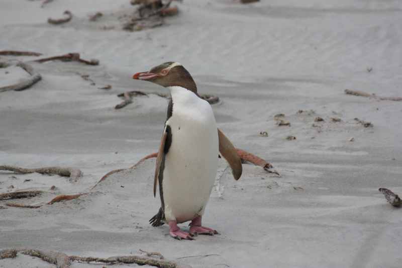 Nieuw-Zeeland 2011 - 2018